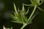 Cutleaf geranium